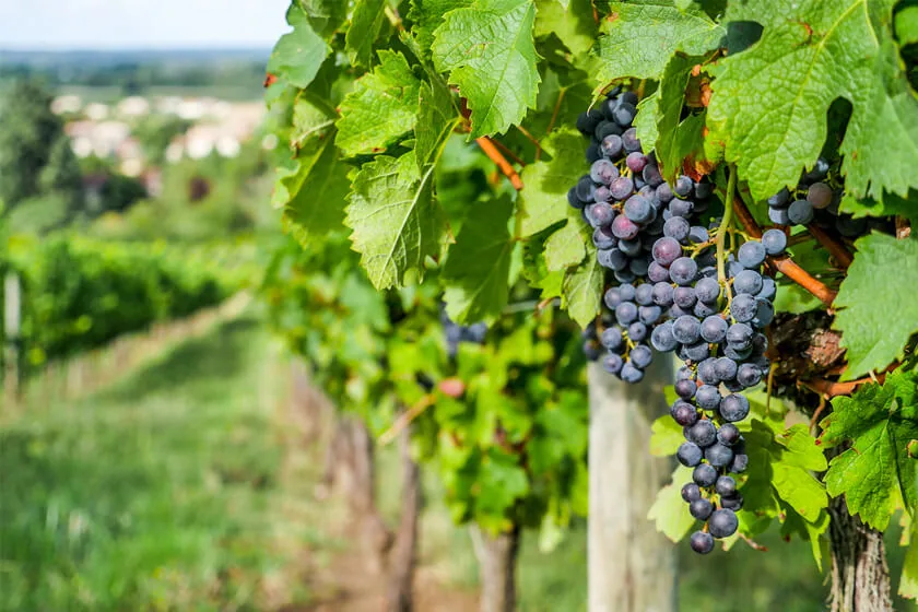 Hunter Valley wineries near Cessnock accommodation