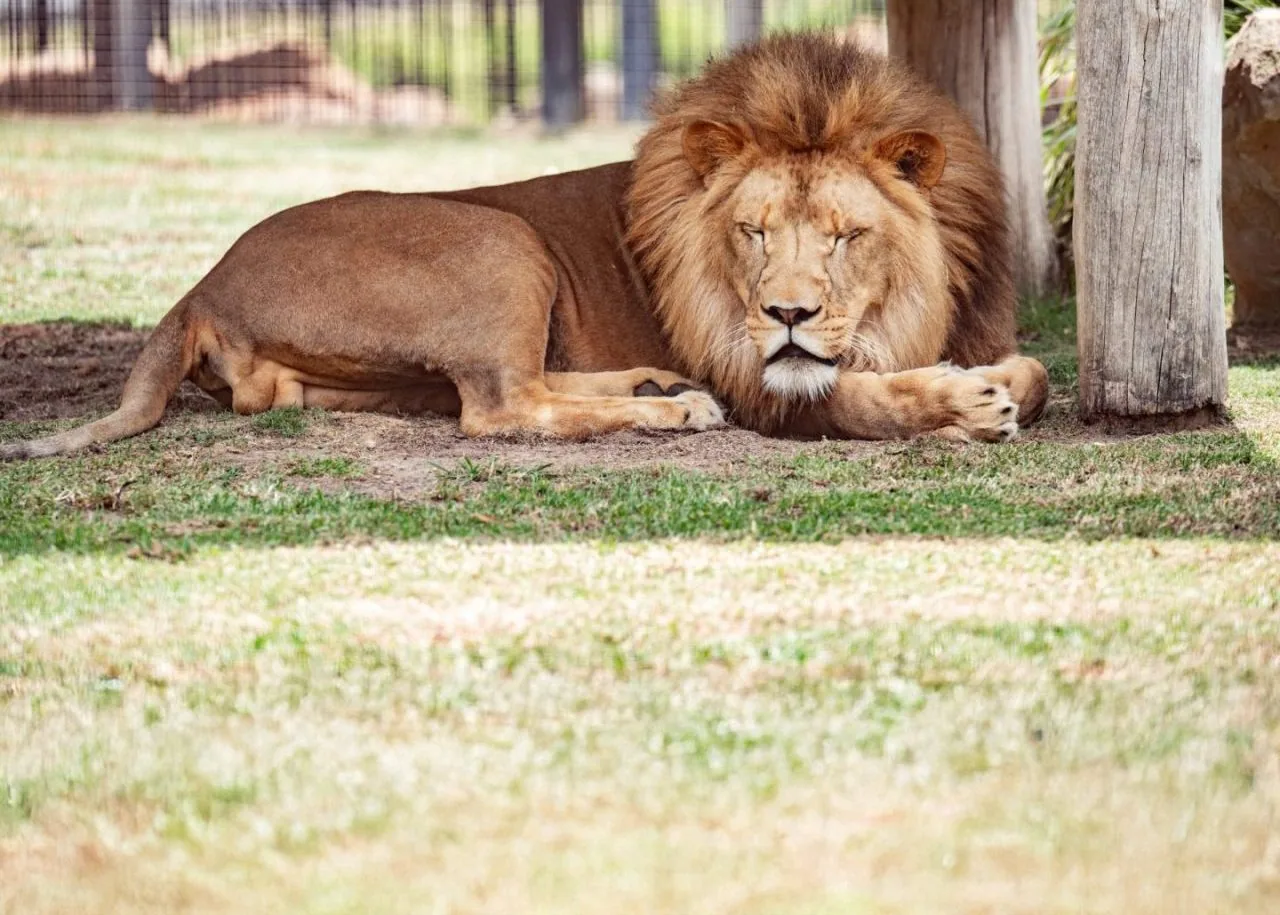 Hunter Valley Zoo near Cessnock accommodation